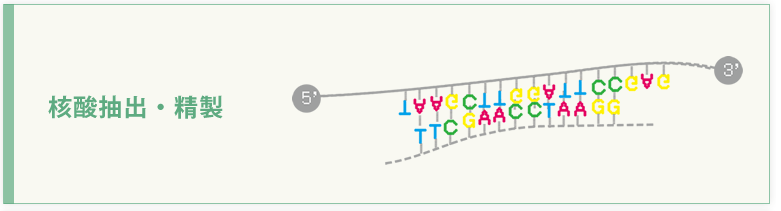 核酸抽出・精製