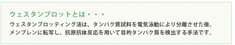 ウェスタンブロッティング法は、タンパク質試料を電気泳動により分離させた後、メンブレンに転写し、抗原抗体反応を用いて目的タンパク質を検出する手法です。