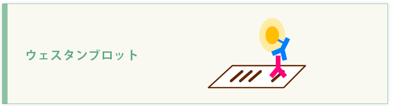 ウェスタンブロット