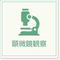 顕微鏡観察