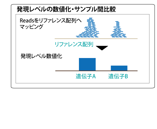 Rnaシーケンス Rna Seq 株式会社薬研社 受託オンライン Yakukensha Co Ltd Commissioned Research Online