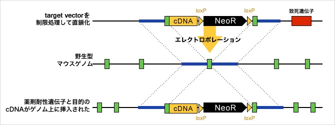 ノックインマウス作製受託サービス | 株式会社薬研社 受託オンライン