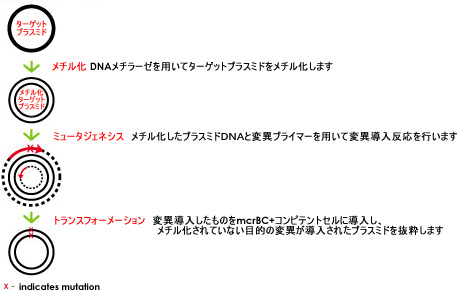 Cre-loxP部位特異的組換え