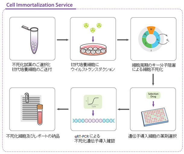 不死化細胞作製受託サービス 株式会社薬研社 受託オンライン Yakukensha Co Ltd Commissioned Research Online